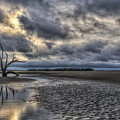 Lone Tree Under Moody Skies